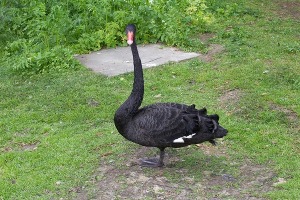 black swan bird stay on grass outdoors