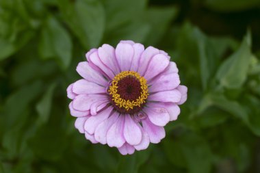 güzel pembe çiçek dahlia