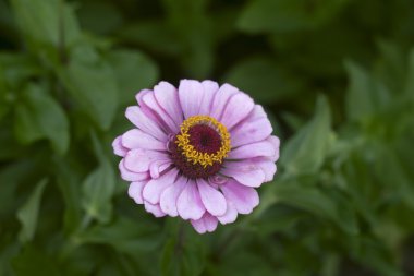 güzel pembe çiçek dahlia