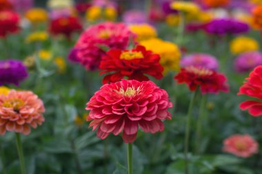 güzel pembe dahlia çiçekler