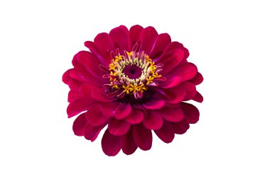 Beyaz arka plan üzerinde izole kırmızı çiçek dahlia