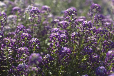 küçük mavi çiçekler