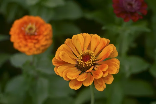 beautiful yellow flower dahlia