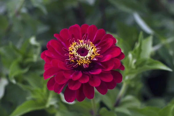 Bela flor rosa dahlia — Fotografia de Stock