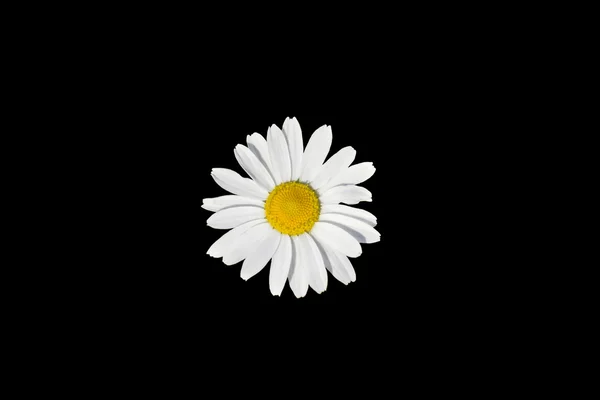 Daisy isolated on black background — Stock Photo, Image