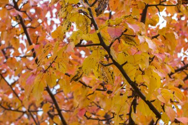 Sarı dallarda yaprak