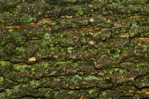 Textura de corteza de musgo —  Fotos de Stock