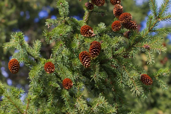 Cones de abeto em ramos closeup — Fotografia de Stock
