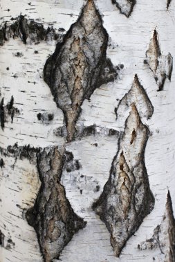 Ağaç kabuğu dokusu yakın plan