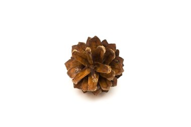 beyaz izole koni çam