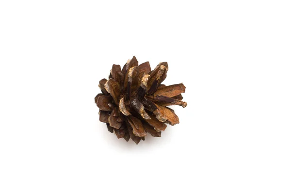 Cone pine isolated on white — Stock Photo, Image