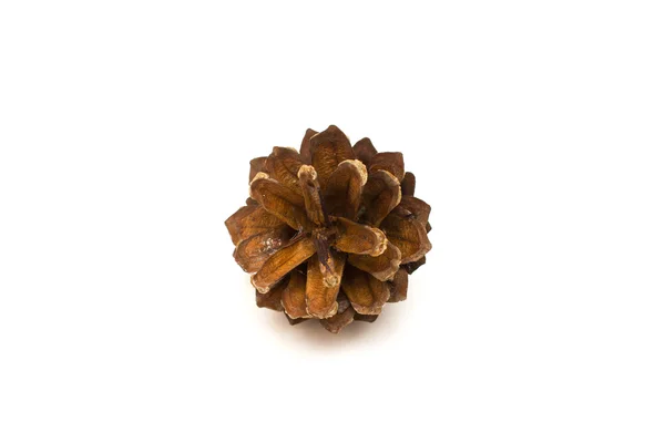 Cone pine isolated on white — Stock Photo, Image