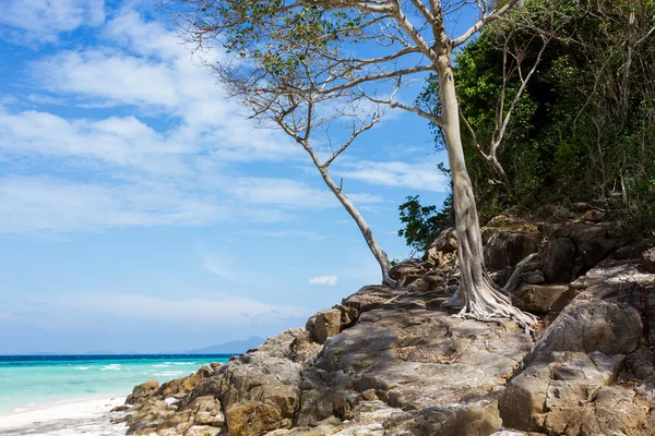 Isla de bambú — Foto de Stock