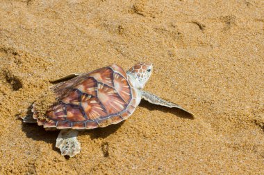 deniz kaplumbağası