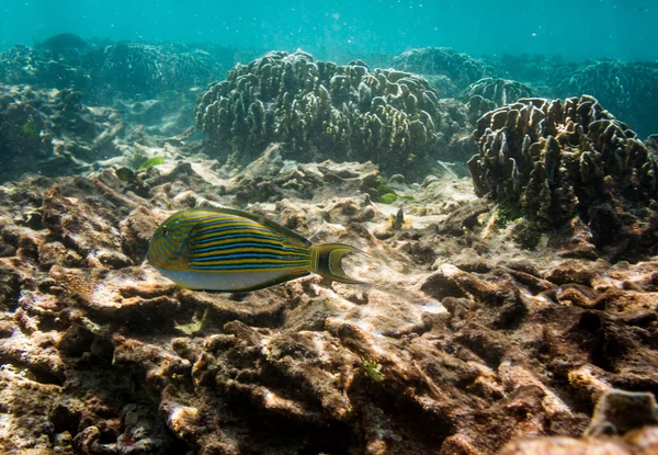 Balık ve Mercan Resifi