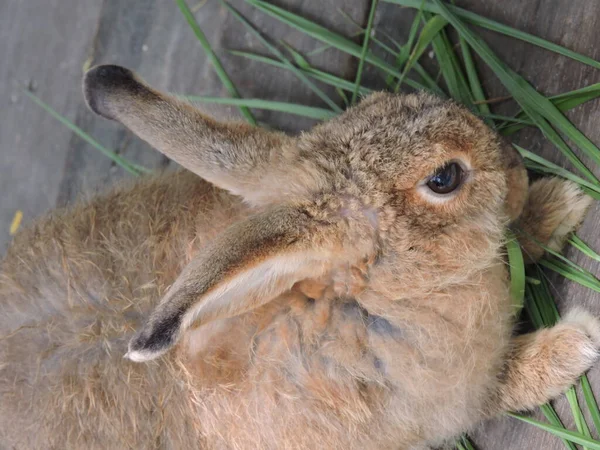 ウサギは動物園の木箱の中で草を食べている — ストック写真