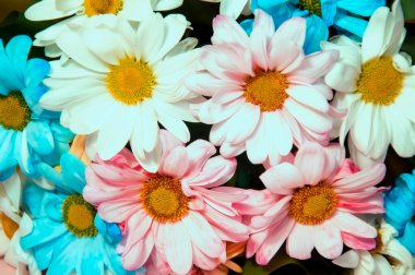 Çiçeksel bahar arkaplanı çok renkli kasımpatılarla dolu