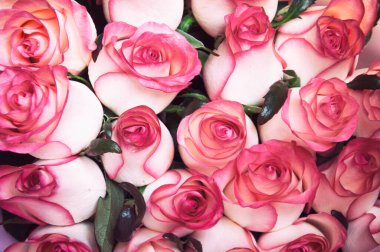 Bir sürü taze pembe gül tomurcukları, tebrik kartı.