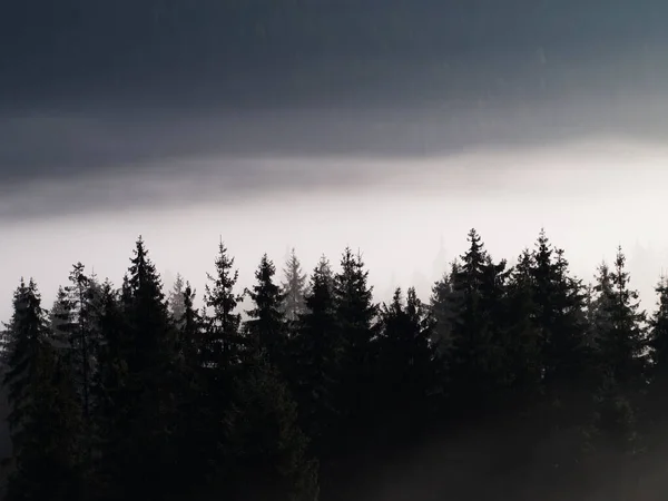 Arbres de Noël dans le brouillard dans les montagnes — Photo