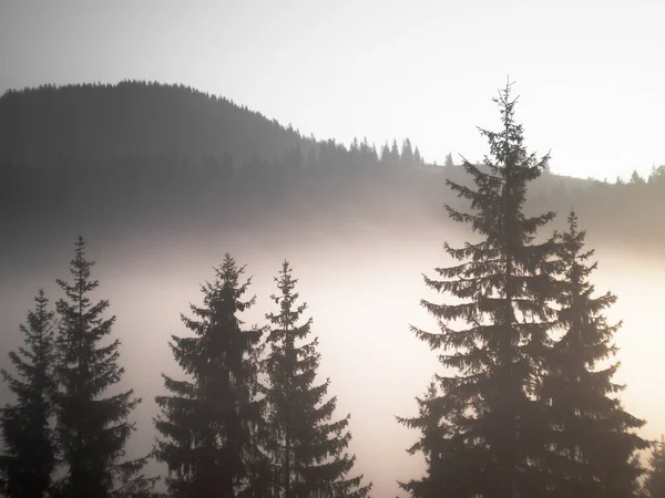 Árboles de Navidad en la niebla en las montañas —  Fotos de Stock