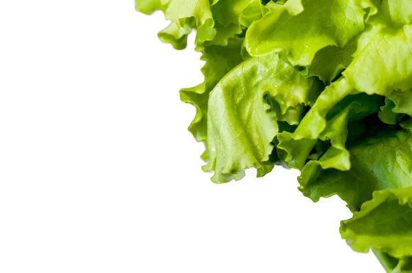 Frische grüne Salatblätter auf weißem Hintergrund — Stockfoto