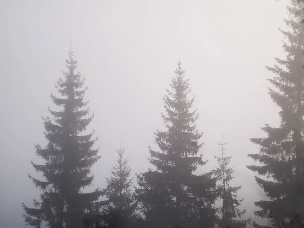 Árboles de Navidad en la niebla en las montañas — Foto de Stock