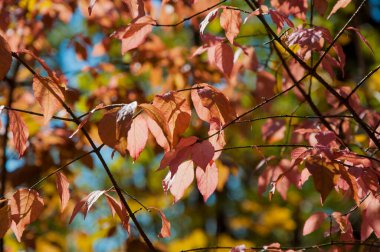 Sonbahar kırmızı yapraklı dallar güneşte