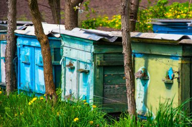 ArıcıIık, arıların yaşadığı kovanIar, çiçek açan ağaçIarın yanında bir sırada dururlar.