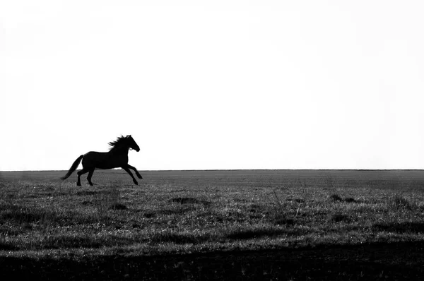Молодой игривый конь скачет по полю. черно-белое фото — стоковое фото