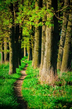 Ormana giden insanlar ve hayvanların yürüdüğü bir yol.