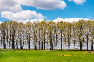 Bahar manzarası, taze yeşil çimenler ve mavi gökyüzüne karşı ağaçlardaki genç yapraklar.