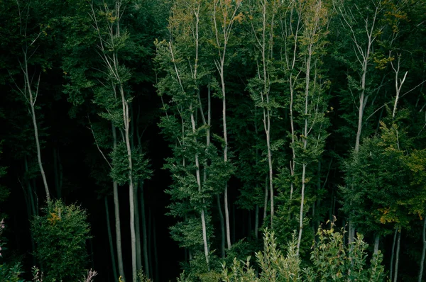 Misterioso bosque verde oscuro con árboles altos, vida silvestre — Foto de Stock