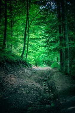 Ağaç kozalaklı bir ormanın ortasında gizemli bir patika. Tepe boyunca çalılarla çevrili.