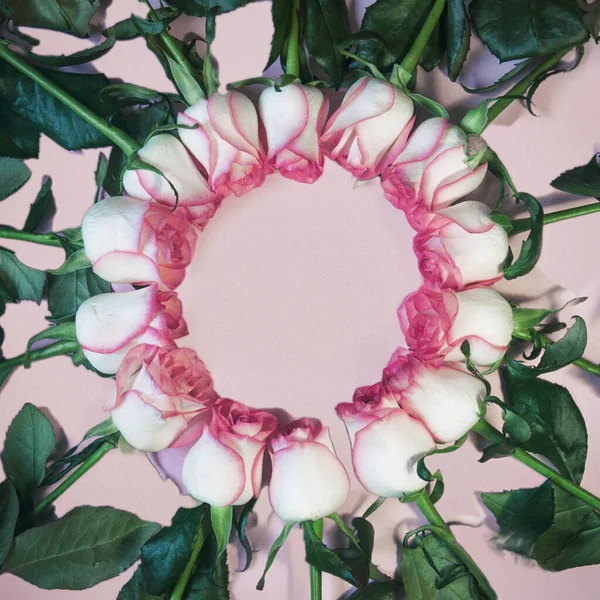 Frische Rosenblüten liegen auf einem rosa Hintergrund in Form eines Rahmens, einer Postkarte, eines Grußes — Stockfoto