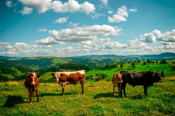 Kühe grasen in den Bergen an den Hängen der Hügel, eine wunderschöne Landschaft aus der Höhe der Berge lizenzfreie Stockfotos