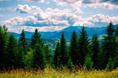 Dağların arka planında büyüyen ağaç ağaçları ve mavi bulutlu gökyüzü, manzara, seyahat