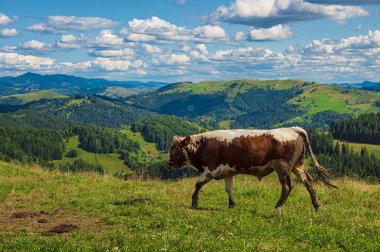 Dağların yamaçlarında inekler otlar. Dağların yüksekliğinden güzel bir manzara.