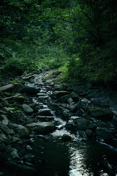 Ein Bach fließt mitten in einen dunklen Wald an den Hängen der Berge, eine Sommerlandschaft Stockbild