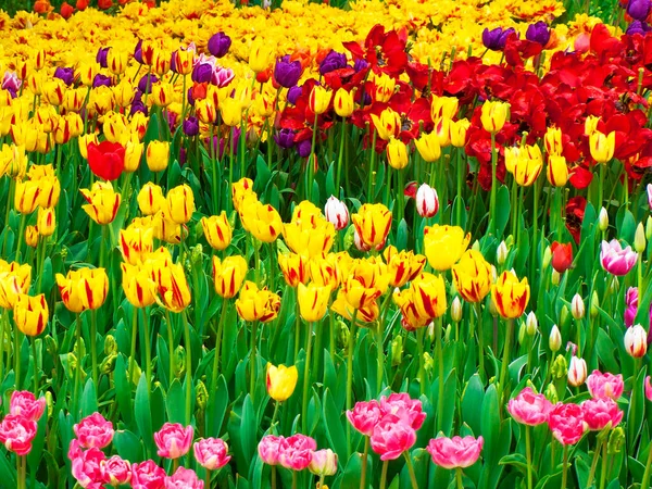 arkaplan yeşillikle dolu renkli bahar laleleriyle dolu