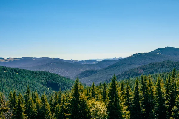 Groene kegelvormige boomtoppen tegen de achtergrond van bergen en blauwe lucht — Stockfoto