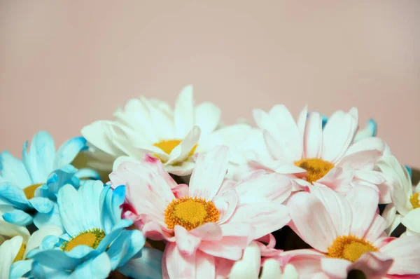 Bukiet kwiatów wielokolorowe chryzantemy na różowym tle — Zdjęcie stockowe
