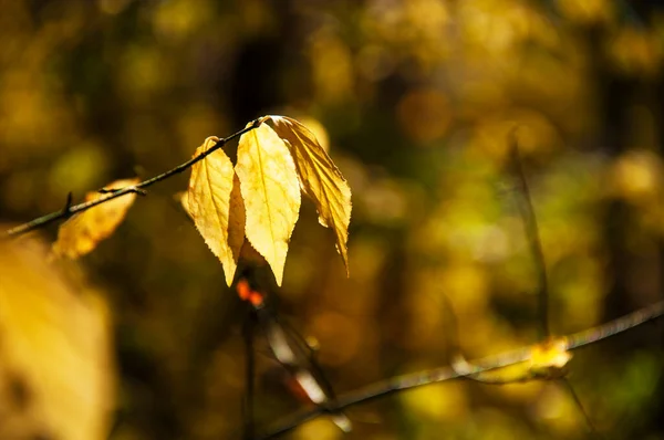 Gałąź z jesiennymi żółtymi liśćmi na rozmytym tle — Zdjęcie stockowe