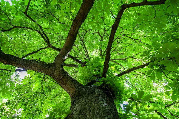 Πράσινο δέντρο με κλαδιά και φύλλα — Φωτογραφία Αρχείου