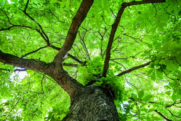 Πράσινο δέντρο με κλαδιά και φύλλα — Φωτογραφία Αρχείου
