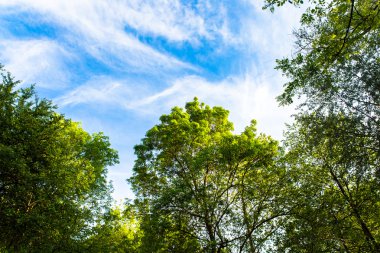Ağaçlar, mavi gökyüzü ve bulutlar
