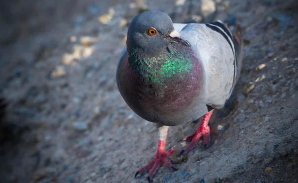 Pigeon — Photo