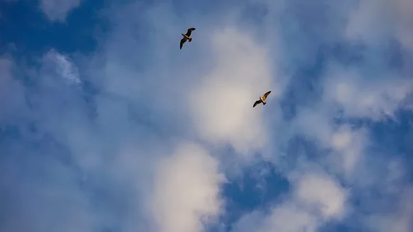 Bulutlu gökyüzü uçan martılar