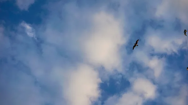 Bulutlu gökyüzü uçan martılar