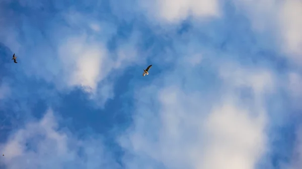 Bulutlu gökyüzü uçan martılar