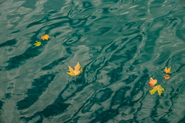Deniz üzerinde yüzen sonbahar yaprakları